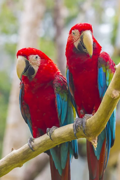 コンゴウインコのペア — ストック写真