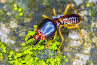 termitler asker kadar yakın