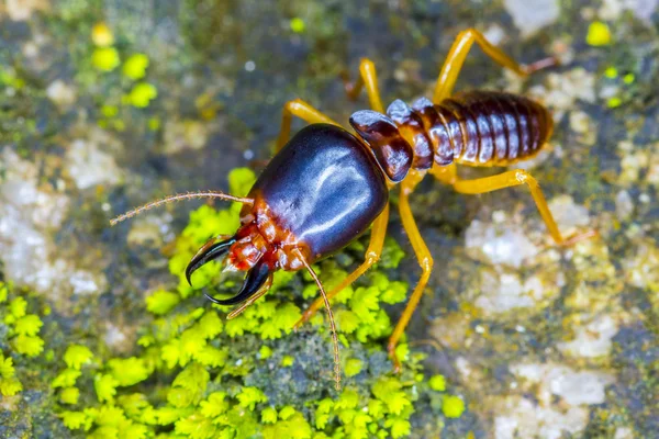 Close-up van termieten soldaat — Stockfoto