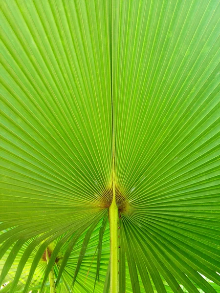 Palm lämnar bakgrund — Stockfoto