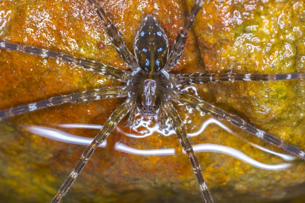 Wolf spider — Zdjęcie stockowe