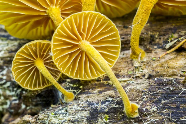 Mushrooms in habitat — Stock Photo, Image