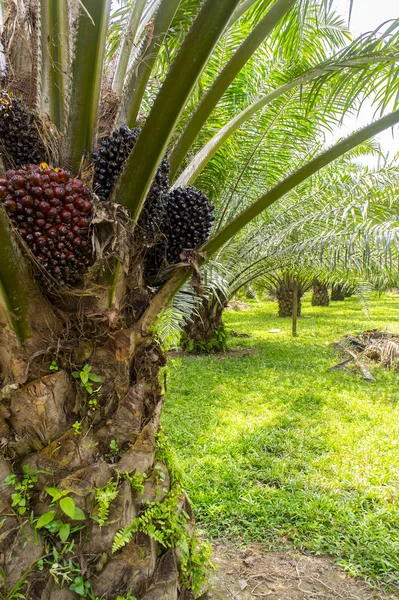 Pam oil tree — Stock Photo, Image