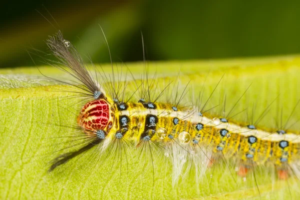 Gypsy caterpillar — Stockfoto