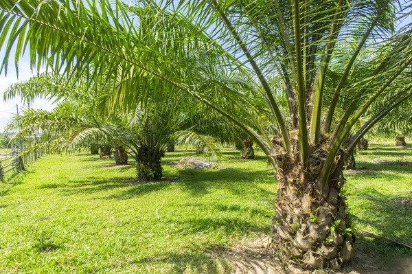 Palm oil tree — Stock Photo, Image