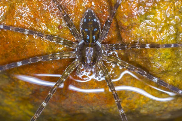 Wolf spider — Stockfoto