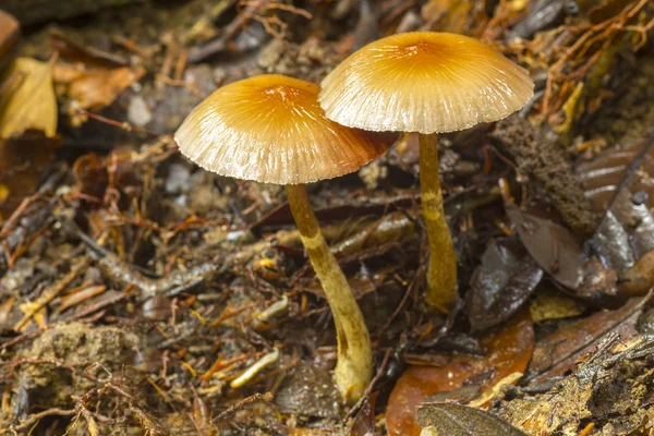 Wild mushrooms — Stock Photo, Image