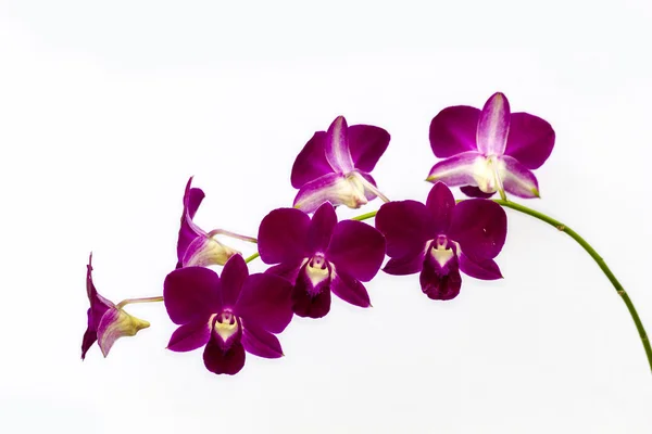 Phalaenopsis orkidé — Stockfoto