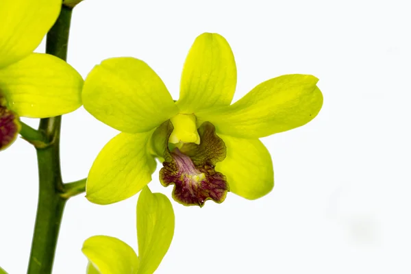 Cymbidium orchid — Stock Photo, Image