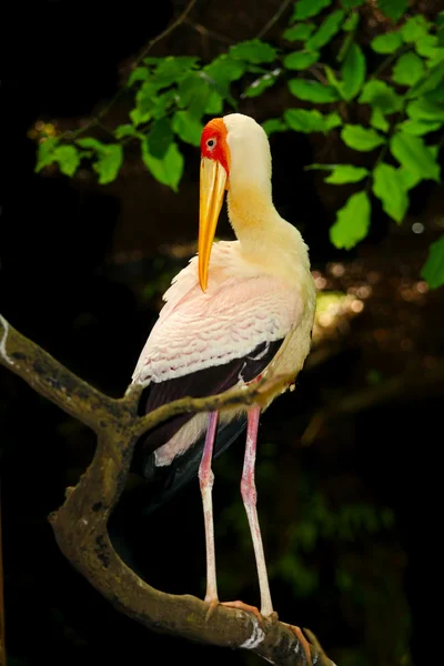 Портрет аистовой птицы — стоковое фото