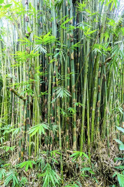 Planta de bambu — Fotografia de Stock