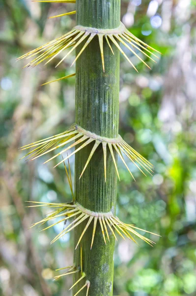 Wicker gren — Stockfoto