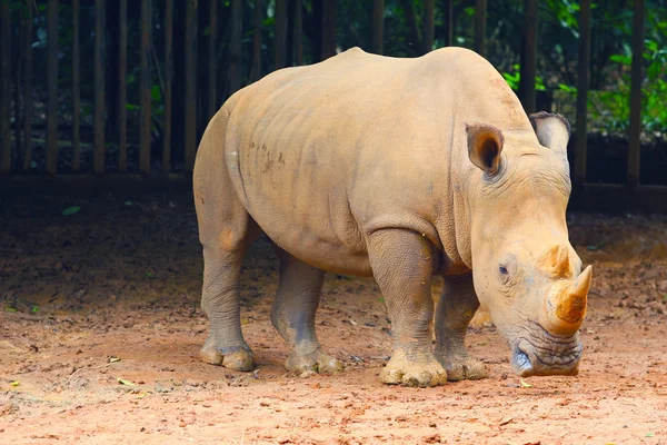 Rhino en el zoológico — Foto de Stock