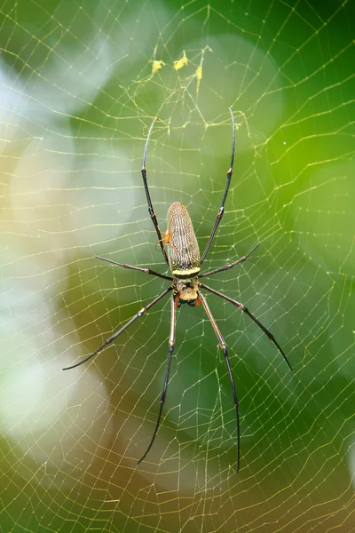 Nephila golden orb spider — Stock Photo, Image