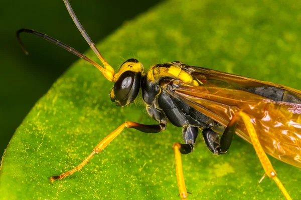 Closeup papíru wasp — Stock fotografie