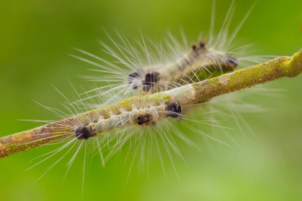 Spilosoma virginica caterpillar — Stockfoto