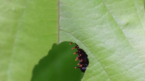 Battus philenor caterpillar — Stockvideo