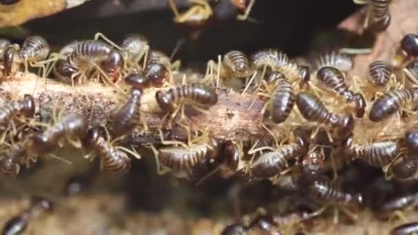 Groep van termieten — Stockvideo