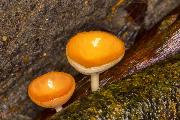 Cup mushroom — Stock Photo, Image