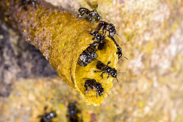 Schwarze stachellose Biene — Stockfoto