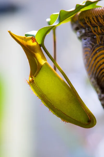 Especies de Nepenthes — Foto de Stock