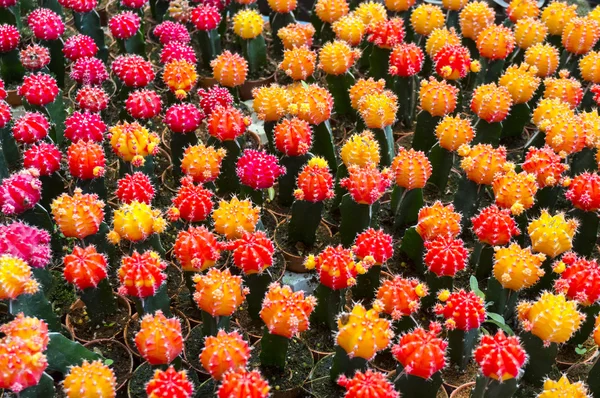 Mini cactus colorato — Foto Stock
