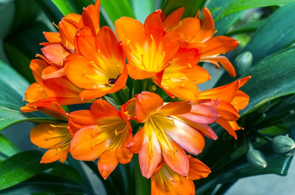 Lilium λουλούδι — Φωτογραφία Αρχείου