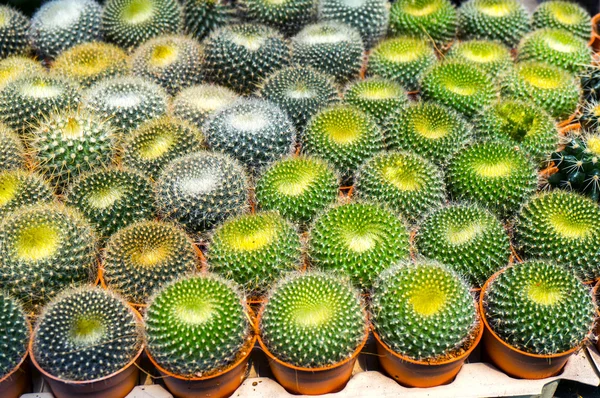 Gruppo di mini cactus — Foto Stock