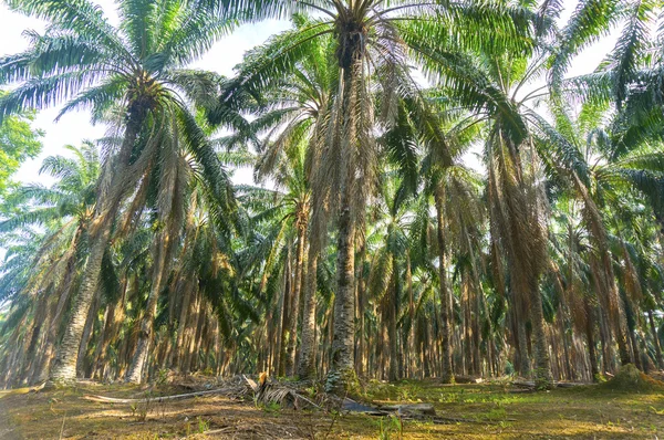 Old palm tree — Stock Photo, Image