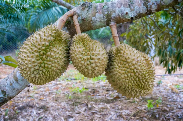 Frutta duriana — Foto Stock