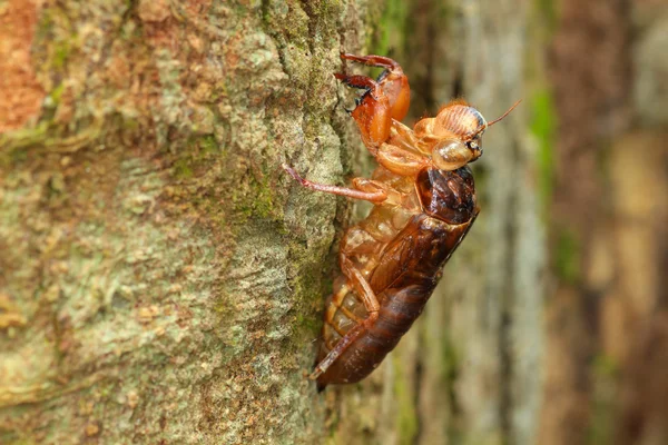 Cocoon of cicada — Stock Photo, Image