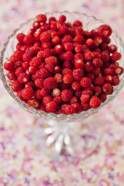 Cuenco de fresas silvestres — Foto de Stock