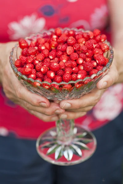 Μπολ με άγριες φράουλες — Φωτογραφία Αρχείου
