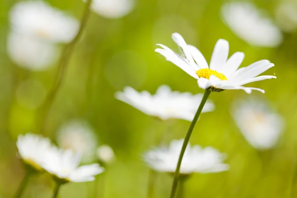 Daisies — Stock Photo, Image