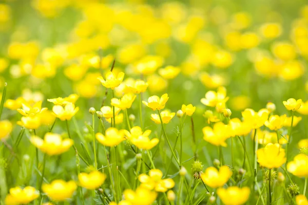 Wild flowers — Stock Photo, Image