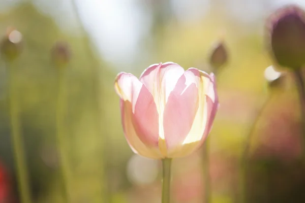 Flor de tulipán — Foto de Stock