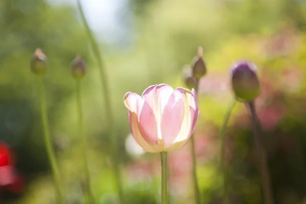 Flor de tulipán — Foto de Stock