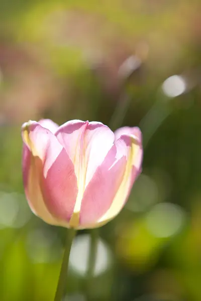 Flor de tulipán — Foto de Stock