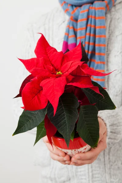 Estrela de Natal poinsettia — Fotografia de Stock