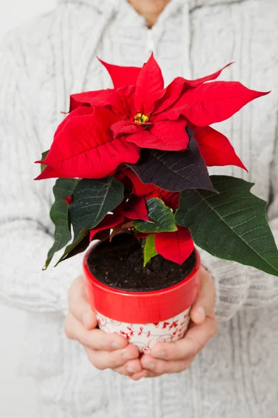 Estrella de Navidad poinsettia — Foto de Stock