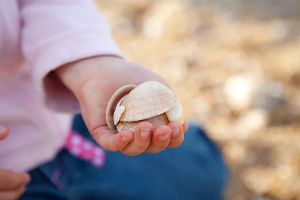 Conchas marinas en la mano —  Fotos de Stock