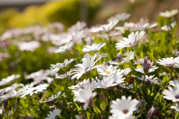 Wildblumen — Stockfoto