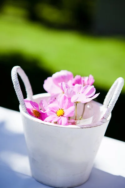 Rosa Gänseblümchenblümchen — Stockfoto