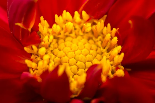 Close up photo of red dahlia — Stock Photo, Image