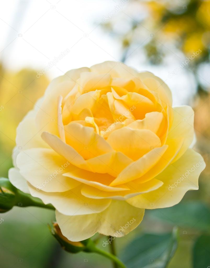 branch of beautiful yellow roses