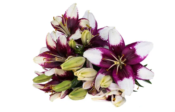 Bouquet of lilies on white backdrop — Stock Photo, Image