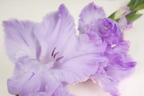 Bukett av gladioluses på vit bakgrund — Stockfoto