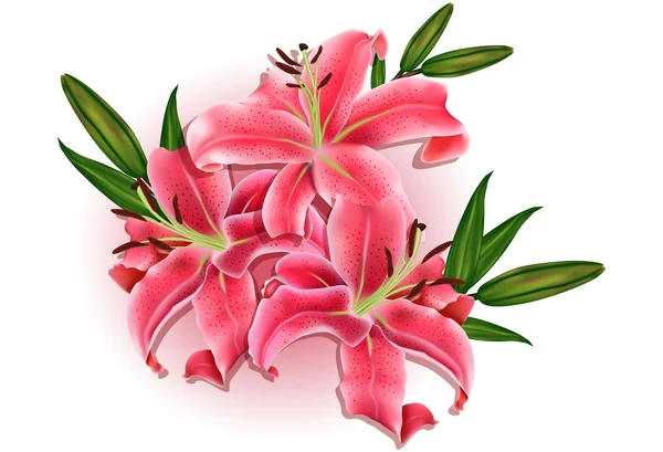 Hermosa tarjeta de regalo con lirios rosados — Vector de stock