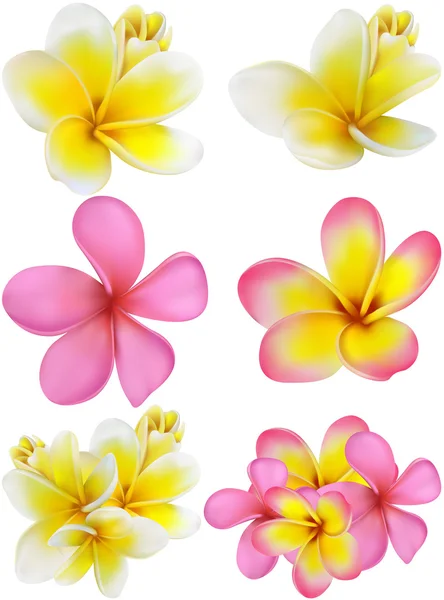 Set of plumerias of different colours — Stock Vector