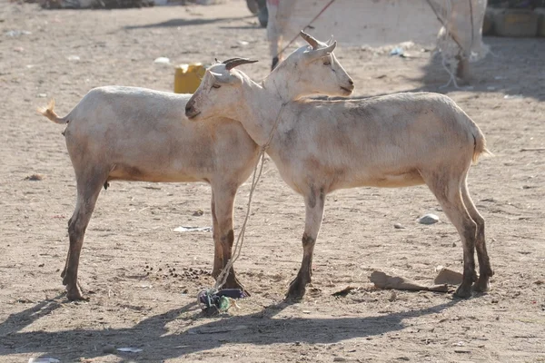 Сattle breeding market — Stock Photo, Image